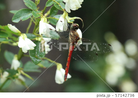 昆虫 昆虫 57142736