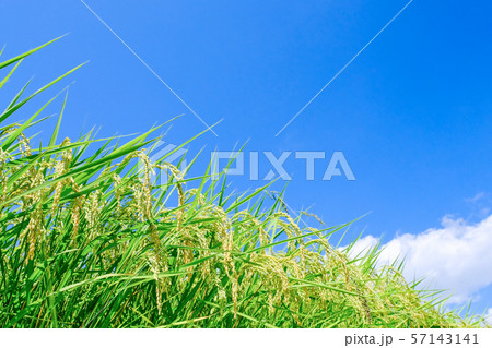 夏の稲 （８月末） 57143141