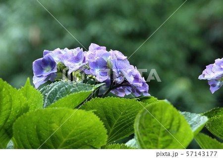 [定額] 雨上がりの太平山の紫陽花 ( 栃木県 栃木市 ) 57143177