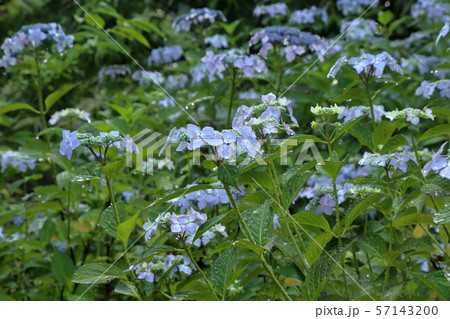 定額 雨上がりの太平山の紫陽花 栃木県 栃木市 の写真素材