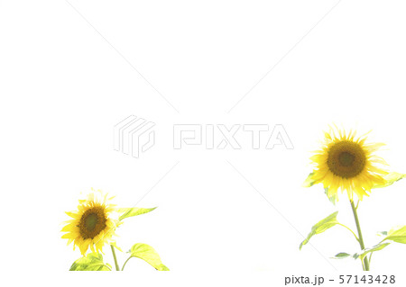 ひまわり 57143428