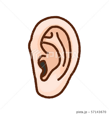 人体 耳 イラストのイラスト素材