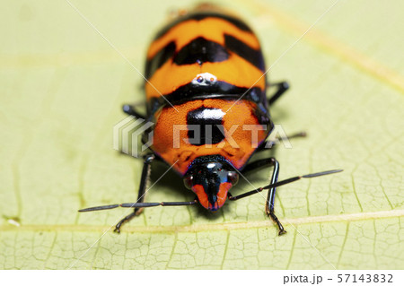 オオキンカメムシ オオキンカメムシ 57143832