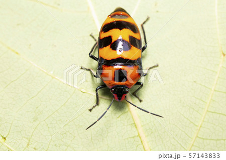 オオキンカメムシ 57143833