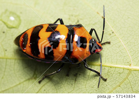 オオキンカメムシ オオキンカメムシ 57143834