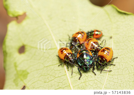 オオキンカメムシ 幼虫 オオキンカメムシ 幼虫 57143836