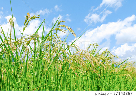 夏の稲 （８月末） 57143867