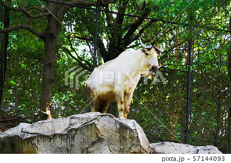 ゴールデンターキン (金白色)　よこはま動物園ズーラシア 57144093