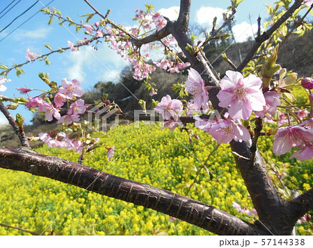 双海閏住地区の菜の花畑と桜 双海閏住地区の菜の花畑と桜 57144338