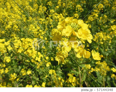 双海閏住地区の菜の花畑 57144340
