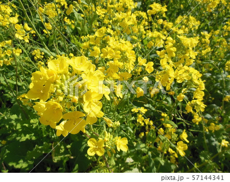 双海閏住地区の菜の花畑 57144341