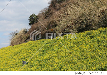 双海閏住地区の菜の花畑 双海閏住地区の菜の花畑 57144342
