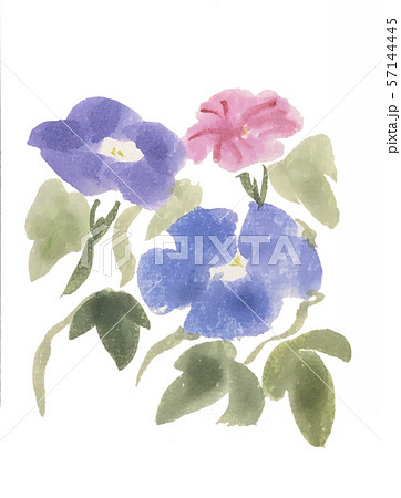 水彩 夏の花といえば 朝顔 アサガオ あさがお 手描き 残暑 のイラスト素材