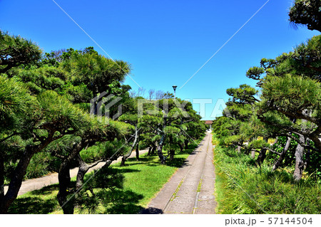 城ヶ島公園黒松 57144504