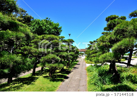 城ヶ島公園黒松 城ヶ島公園黒松 57144518