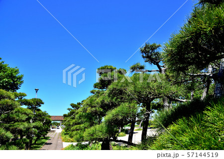 城ヶ島公園黒松 57144519