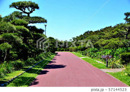 城ヶ島公園黒松 城ヶ島公園黒松 57144523