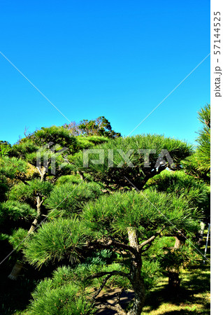 城ヶ島公園黒松 57144525