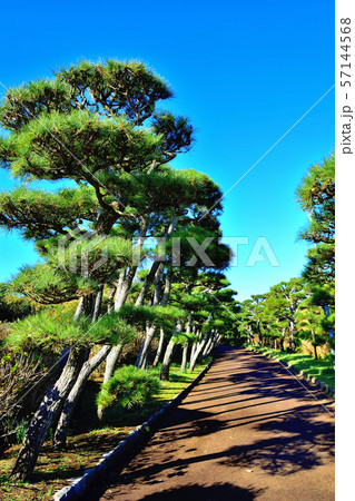 城ヶ島公園黒松 城ヶ島公園黒松 57144568