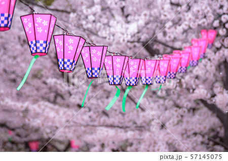 桜とランタン 春イメージ 桜とランタン 春イメージ 57145075