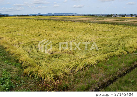 風水害で倒れた稲穂 57145404