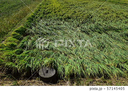 風水害で倒れた稲穂 57145405