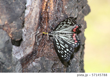 アカボシゴマダラとカナブン 57145788