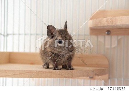 デグー　ちょっと横向き 57146375