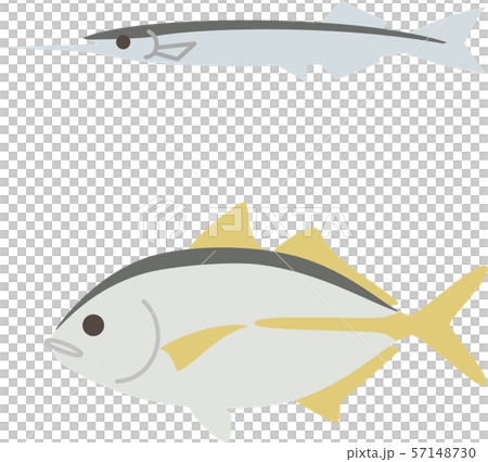 サヨリとシマアジ 57148730