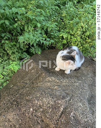 岩の上の猫/A cat is on the rock 岩の上の猫/A cat is on the rock 57148742