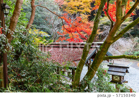 手水舎の落ち葉と紅葉 日向大神宮  57150340