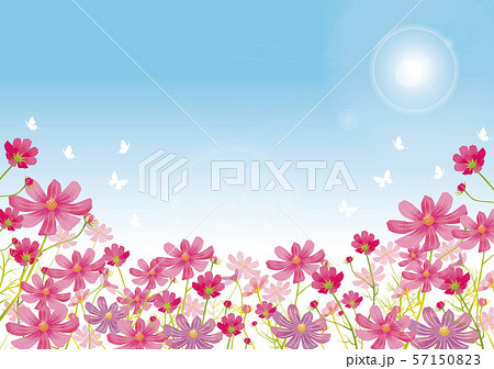 코스모스 : 코스모스 축제 코스모스 꽃 꽃잎 나비 태양 - 스톡일러스트 [57150823] - Pixta