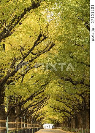 【紅葉　いちょう】 57151201