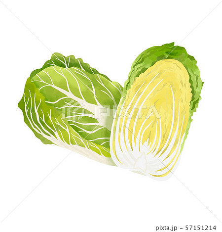 水彩 丸ごとと半分の白菜のイラスト素材