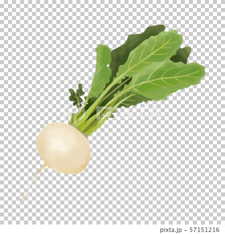 水彩　冬野菜　かぶ 57151216