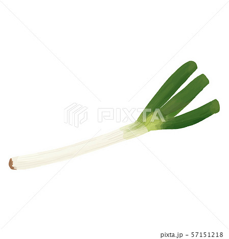 水彩 冬野菜 ねぎのイラスト素材