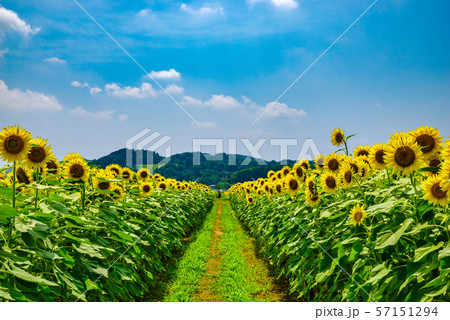 ひまわり畑(栃木県益子町) ひまわり畑(栃木県益子町) 57151294