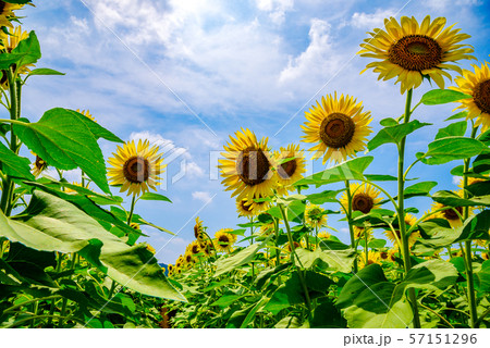 ひまわり畑(栃木県益子町) ひまわり畑(栃木県益子町) 57151296