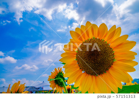 ひまわり畑(栃木県益子町) ひまわり畑(栃木県益子町) 57151313