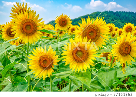 ひまわり畑（栃木県益子町） 57151362