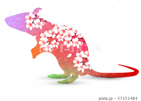 子　年賀状　桜　アイコン  57151464
