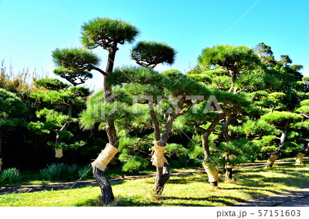 城ヶ島公園黒松のこも巻き 57151603
