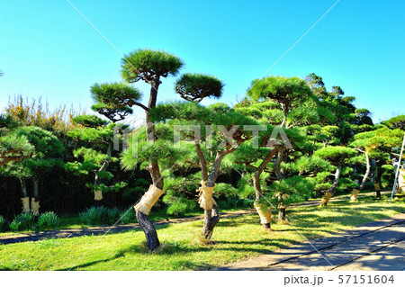 城ヶ島公園黒松のこも巻き 城ヶ島公園黒松のこも巻き 57151604