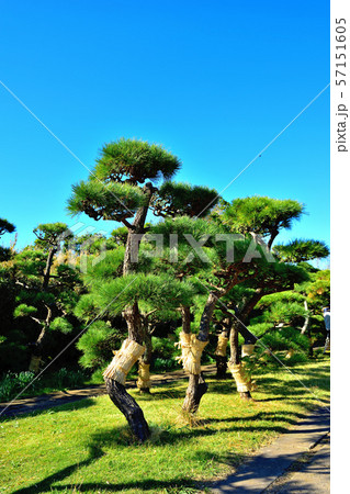 城ヶ島公園黒松のこも巻き 57151605