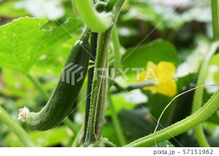 きゅうりが実る 57151962
