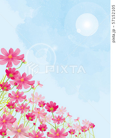 秋桜 秋桜 コスモス祭り 満開 水彩 花びら 太陽のイラスト素材