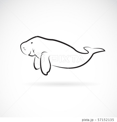 Vector Of Dugong Design On White Background のイラスト素材