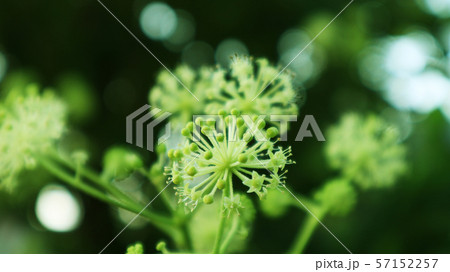 ウドの花 57152257