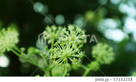 ウドの花 57152258