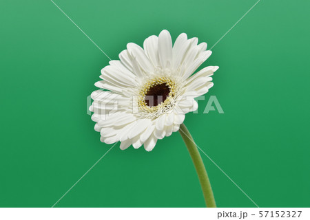 白いガーベラ 白いガーベラ 57152327